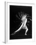 Stroboscopic Study of an Arm Movement Made by Dancer Patricia Mcbride-Gjon Mili-Framed Premium Photographic Print