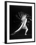 Stroboscopic Study of an Arm Movement Made by Dancer Patricia Mcbride-Gjon Mili-Framed Premium Photographic Print