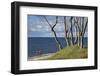 Stroller and Beech Trunks on the Western Beach of Darss Peninsula-Uwe Steffens-Framed Photographic Print