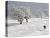 Strollers Passing Snow Covered Trees on the Mountain Schauinsland in the Black Forest , Germany-null-Stretched Canvas