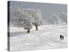 Strollers Passing Snow Covered Trees on the Mountain Schauinsland in the Black Forest , Germany-null-Stretched Canvas