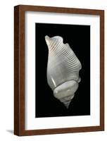 Strombus Gibberulus Albus-Paul Starosta-Framed Photographic Print