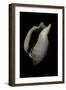 Strombus Kleckamae Boholensis-Paul Starosta-Framed Photographic Print