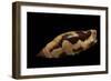 Strombus Terebellatus-Paul Starosta-Framed Photographic Print