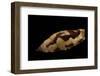 Strombus Terebellatus-Paul Starosta-Framed Photographic Print