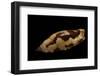 Strombus Terebellatus-Paul Starosta-Framed Photographic Print