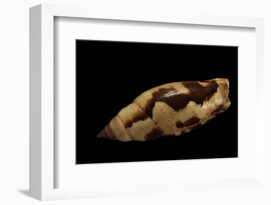 Strombus Terebellatus-Paul Starosta-Framed Photographic Print