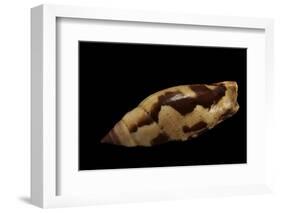 Strombus Terebellatus-Paul Starosta-Framed Photographic Print