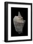 Strombus Thersites-Paul Starosta-Framed Photographic Print