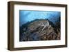 Strong Current Sweeps Along a Reef Slope in Indonesia-Stocktrek Images-Framed Photographic Print