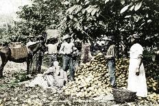 Opening cocoa pods, Trinidad, Trinidad and Tobago, c1900s-Strong-Photographic Print