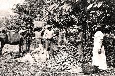 Opening cocoa pods, Trinidad, Trinidad and Tobago, c1900s-Strong-Photographic Print