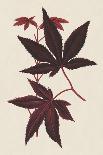 Japanese Maple Leaves I-Stroobant-Stretched Canvas