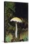 Stropharia Mushroom-DLILLC-Stretched Canvas