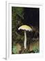 Stropharia Mushroom-DLILLC-Framed Premium Photographic Print