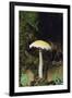 Stropharia Mushroom-DLILLC-Framed Premium Photographic Print