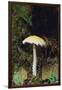 Stropharia Mushroom-DLILLC-Framed Premium Photographic Print