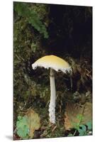 Stropharia Mushroom-DLILLC-Mounted Premium Photographic Print