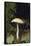 Stropharia Mushroom-DLILLC-Framed Stretched Canvas