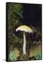 Stropharia Mushroom-DLILLC-Framed Stretched Canvas