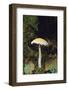 Stropharia Mushroom-DLILLC-Framed Photographic Print