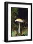 Stropharia Mushroom-DLILLC-Framed Photographic Print