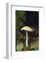 Stropharia Mushroom-DLILLC-Framed Photographic Print