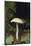 Stropharia Mushroom-DLILLC-Mounted Photographic Print