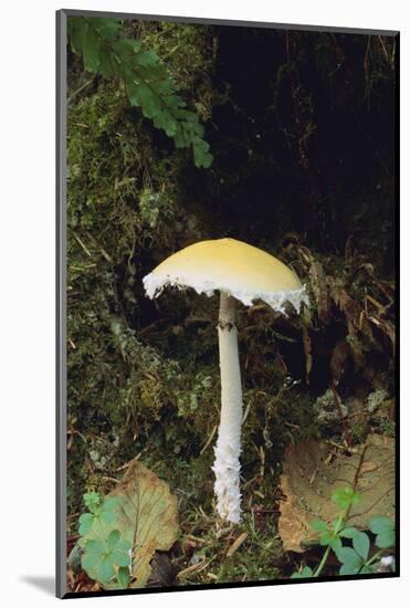 Stropharia Mushroom-DLILLC-Mounted Photographic Print