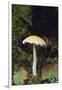 Stropharia Mushroom-DLILLC-Framed Photographic Print