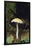 Stropharia Mushroom-DLILLC-Framed Photographic Print