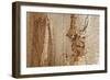 Structure in the dead wood-Klaus Scholz-Framed Photographic Print