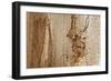 Structure in the dead wood-Klaus Scholz-Framed Photographic Print