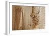 Structure in the dead wood-Klaus Scholz-Framed Photographic Print