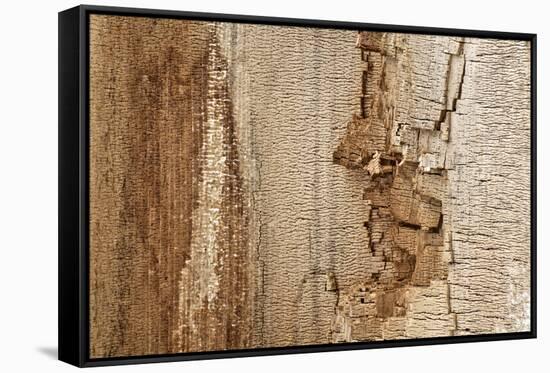 Structure in the dead wood-Klaus Scholz-Framed Stretched Canvas