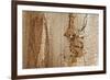 Structure in the dead wood-Klaus Scholz-Framed Photographic Print