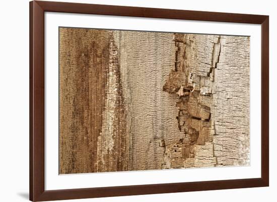 Structure in the dead wood-Klaus Scholz-Framed Photographic Print