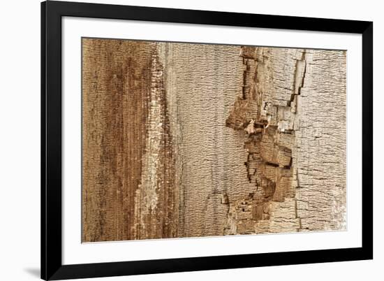 Structure in the dead wood-Klaus Scholz-Framed Photographic Print
