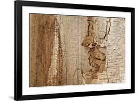 Structure in the dead wood-Klaus Scholz-Framed Photographic Print