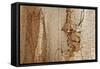 Structure in the dead wood-Klaus Scholz-Framed Stretched Canvas