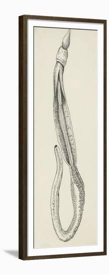 Structure of Acorn Worm (Balanoglossus Clavigerus), (Balanoglossus Clavigerus)-null-Framed Giclee Print