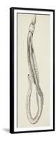 Structure of Acorn Worm (Balanoglossus Clavigerus), (Balanoglossus Clavigerus)-null-Framed Giclee Print