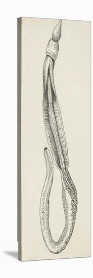 Structure of Acorn Worm (Balanoglossus Clavigerus), (Balanoglossus Clavigerus)-null-Stretched Canvas