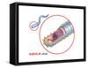 Structure of the Ebola Virus, Illustration-Gwen Shockey-Framed Stretched Canvas