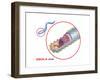 Structure of the Ebola Virus, Illustration-Gwen Shockey-Framed Art Print