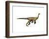 Struthiomimus Dinosaur-null-Framed Art Print