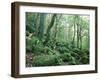 Strutta Wood, Near Ashness Bridge, Borrowdale, Lake District, Cumbria, England-Lee Frost-Framed Photographic Print