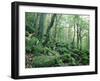 Strutta Wood, Near Ashness Bridge, Borrowdale, Lake District, Cumbria, England-Lee Frost-Framed Photographic Print