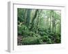 Strutta Wood, Near Ashness Bridge, Borrowdale, Lake District, Cumbria, England-Lee Frost-Framed Photographic Print