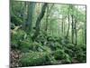 Strutta Wood, Near Ashness Bridge, Borrowdale, Lake District, Cumbria, England-Lee Frost-Mounted Photographic Print